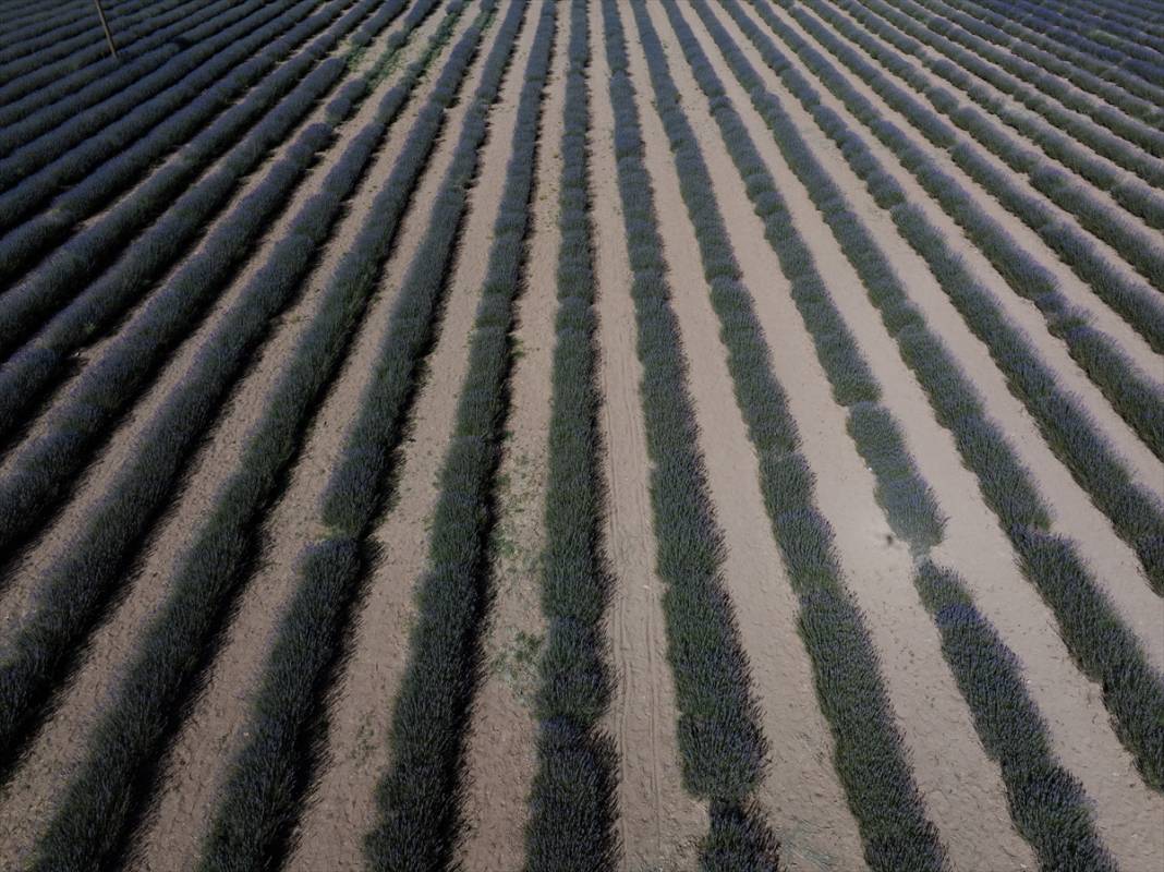 Konya’da lavanta büyüsü! Türkiye’nin en büyüğü dünyadan ziyaretçi ağırlıyor 7